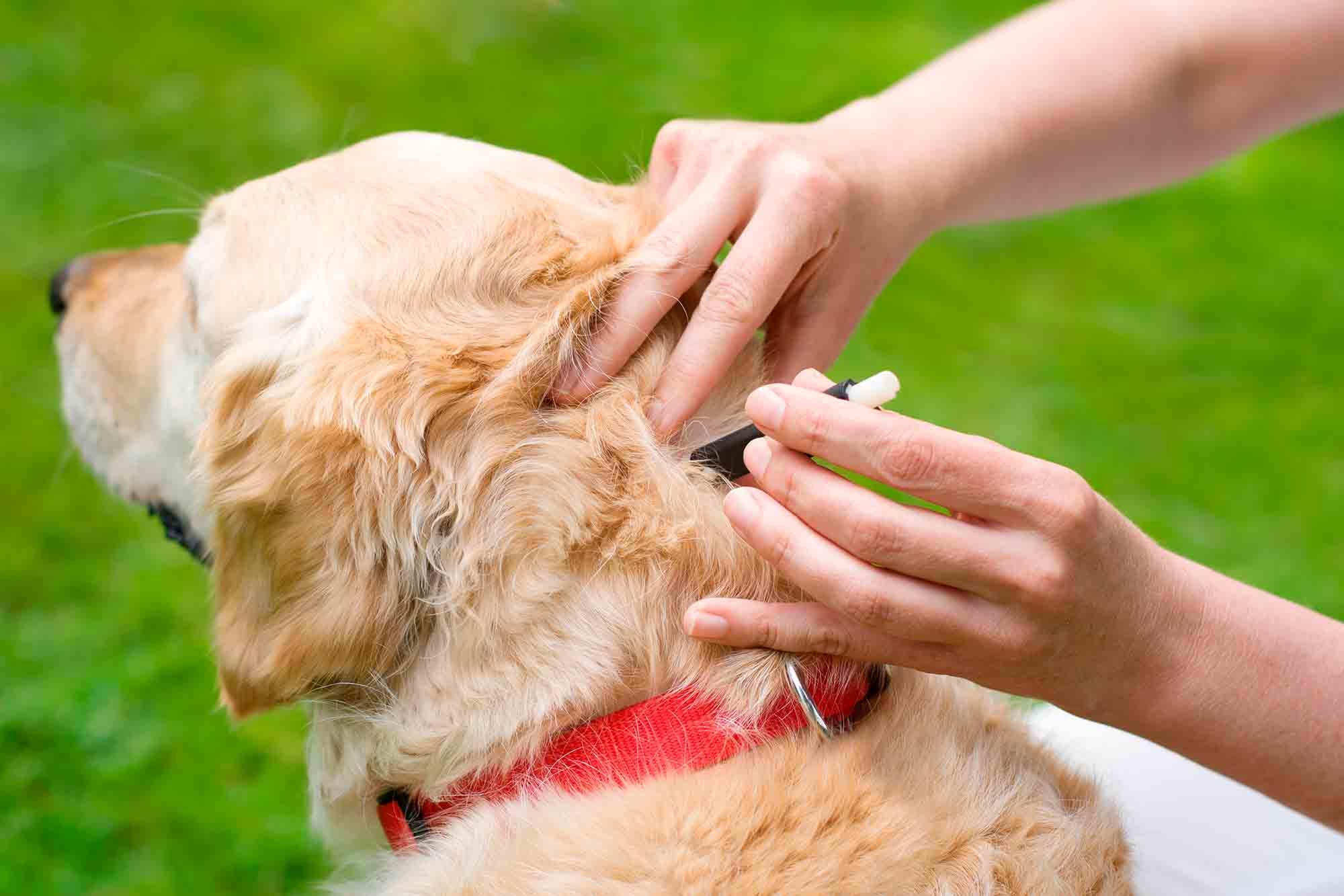 Fleas & Ticks Problems in Dogs