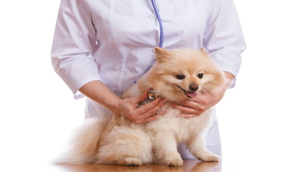 How to Treat Skin Infection Disease in Cats & Dogs