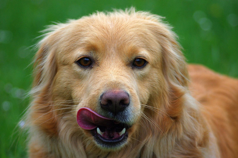 Hormonal Disorders of Dogs