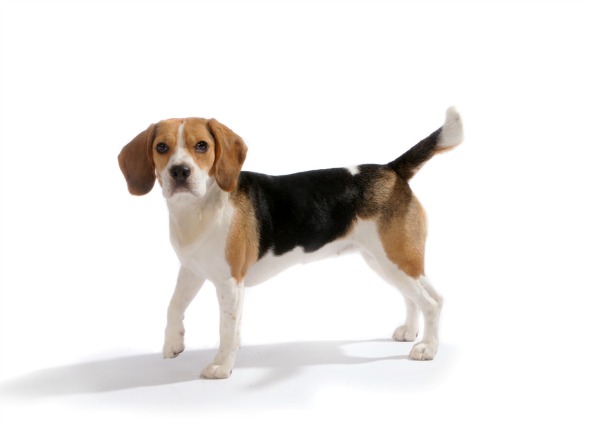 Pet Bacterial Infections and Symptoms