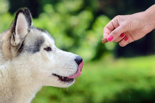 Antibiotic Medicines for pets